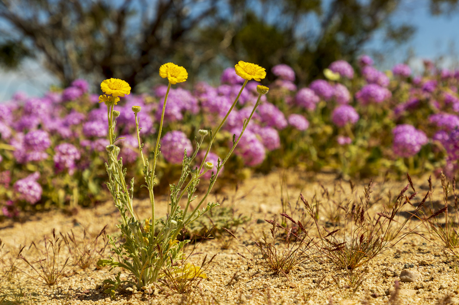 Flowers in the Desert | Flickr