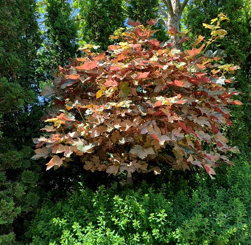 Eskimo Sunset Sycamore Maple at Whistling Gardens, Wilsonville Ontario by Joseph Hollick, tree wilsonville whistlinggardens maple sycamoremaple