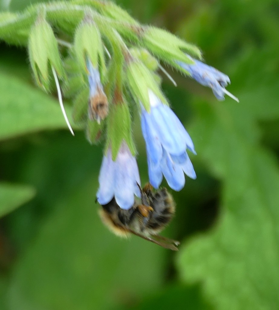 Biene | Biene (alle) (Apiformes indet.) (c) Doris Warnecke ...