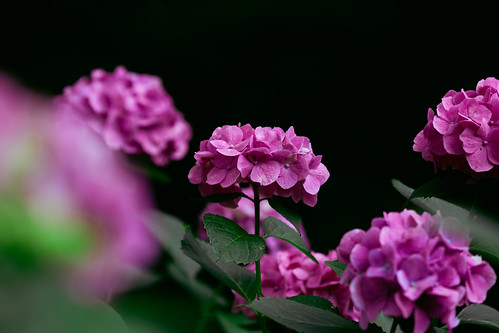 hydrangea | by fermata_