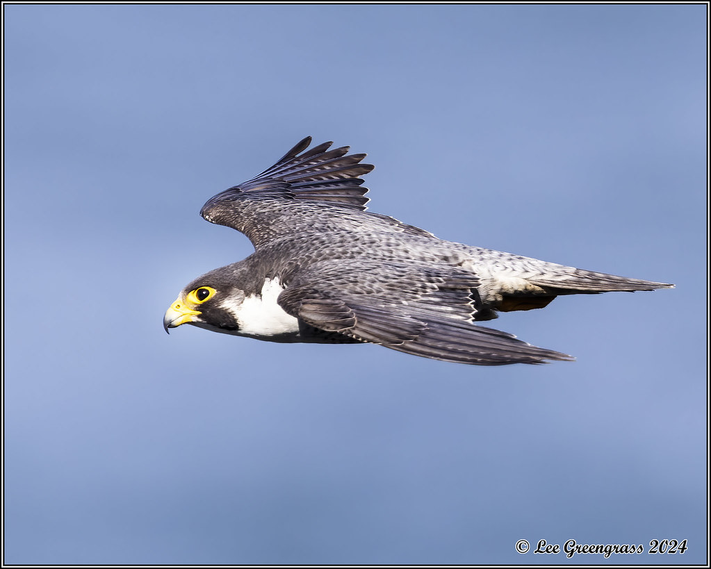 Peregrine Falcon | Devil's Slide Trail, Pacifica, CA | Lee Greengrass ...