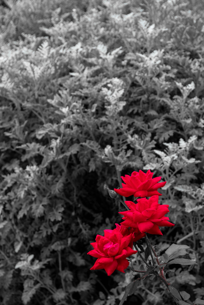 Red Roses Texas Red Roses | Boerne, Texas | Wade Harris | Flickr