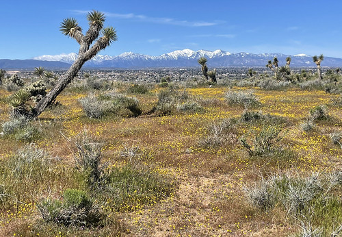 Desert in Bloom by cowyeow, Ranchos del Oro, Mojave Desert, Californialandscape desert usa nature habitat america travel mojave 