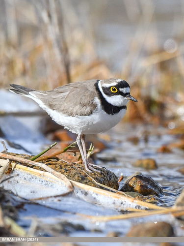 Little Ringed Plover (Charadrius dubius) | by gilgit2