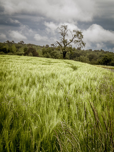 Un tableau vivant by Fabrice Denis Photography, Coolpix S225 | Archingeay - Chemin des épinettes - Un tableau vivant
©2024 <a href="https://fabriced