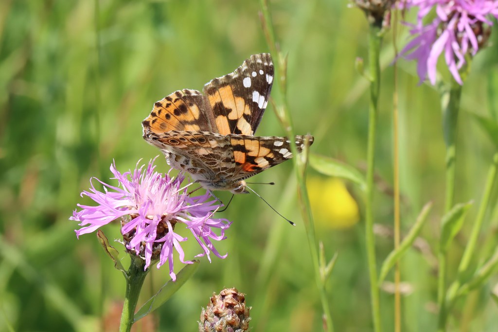 Distelfalter | Distelfalter (Vanessa cardui) (c) Kirstin Sal… | Flickr