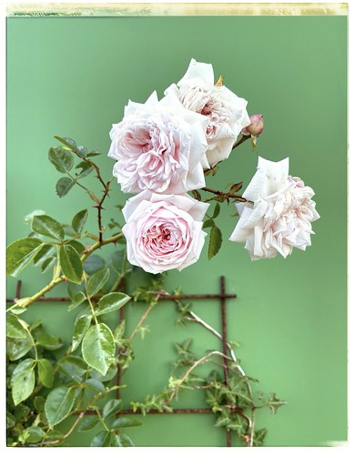 Roses | by smamina