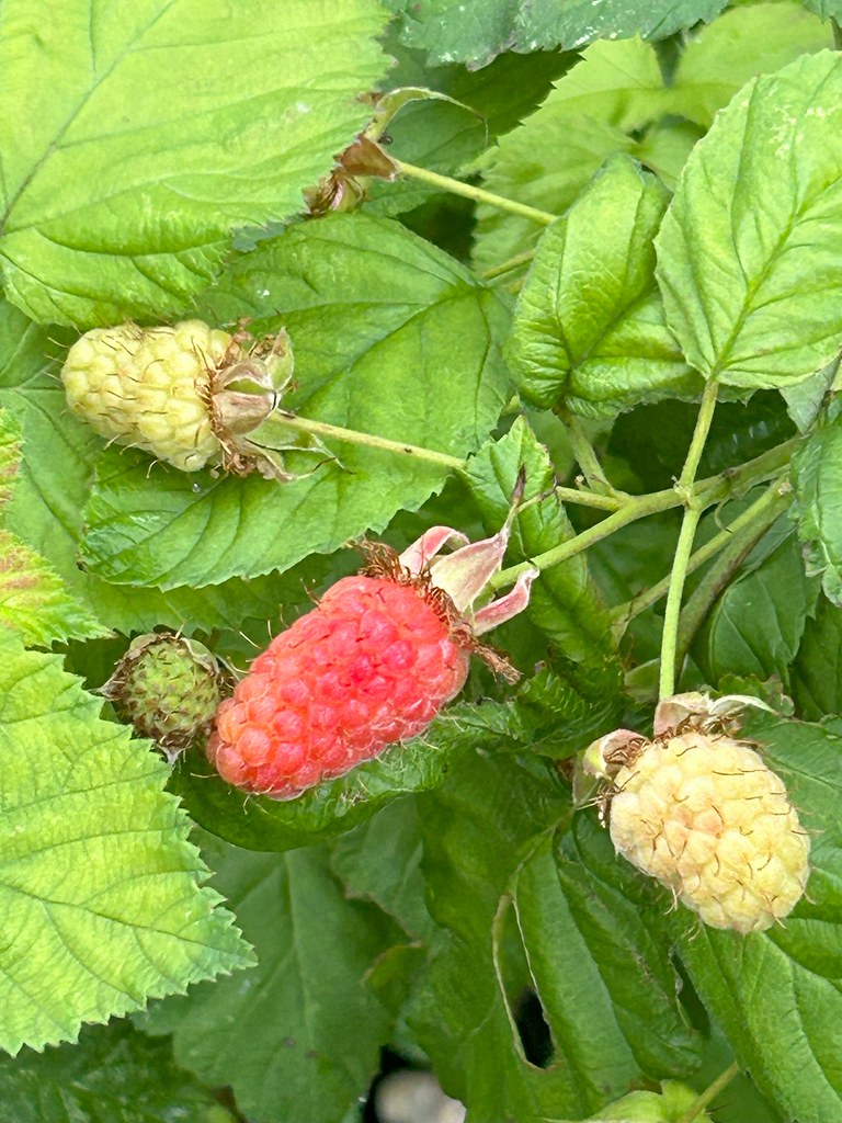 Raspberry Flickr 167 / 366 - Raspberries | Elaine-Louise | Flickr