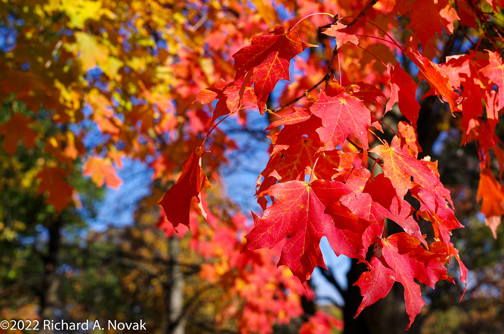 Maple In Fall Sugar Maple in fall at Morton Arboretum | I believe this is … | Flickr