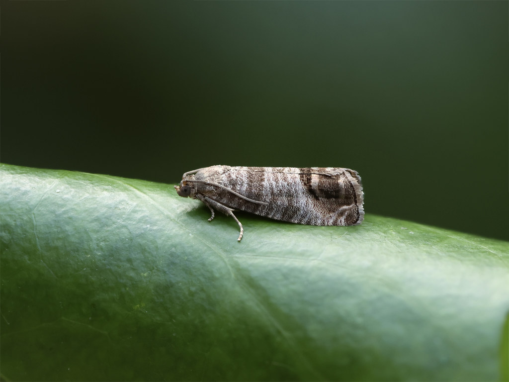 Codling Moth --- Cydia pomonella | My garden , UK | Paul | Flickr
