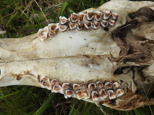 Red Deer stag skull/teeth - Cervus elaphus | by PinkfootedGus