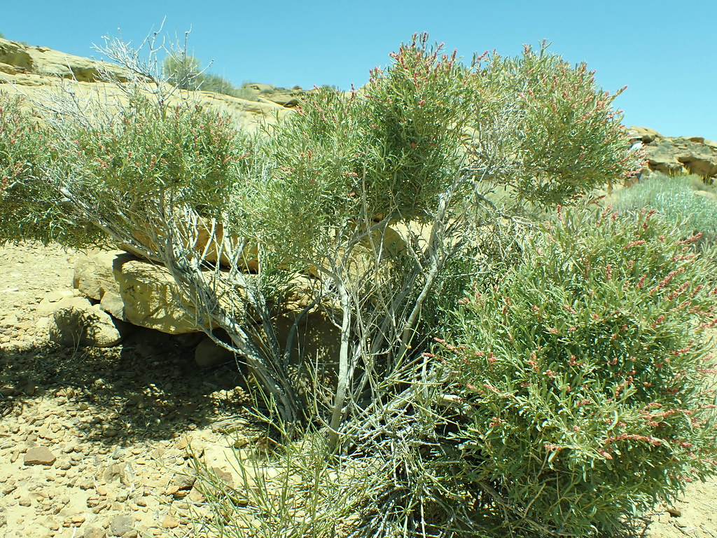 Pueblo Alto Loop Trail