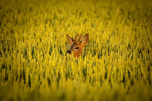 Swimming in the field by 5chur0, reh sonnenuntergang tier buxheim bayern deutschland deer field grain cornfield sunset