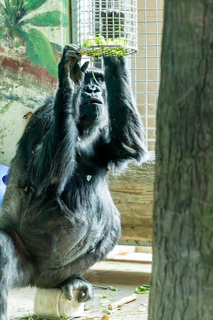 Western Lowland Gorilla | January 22, 2024 - Western Lowland… | Flickr