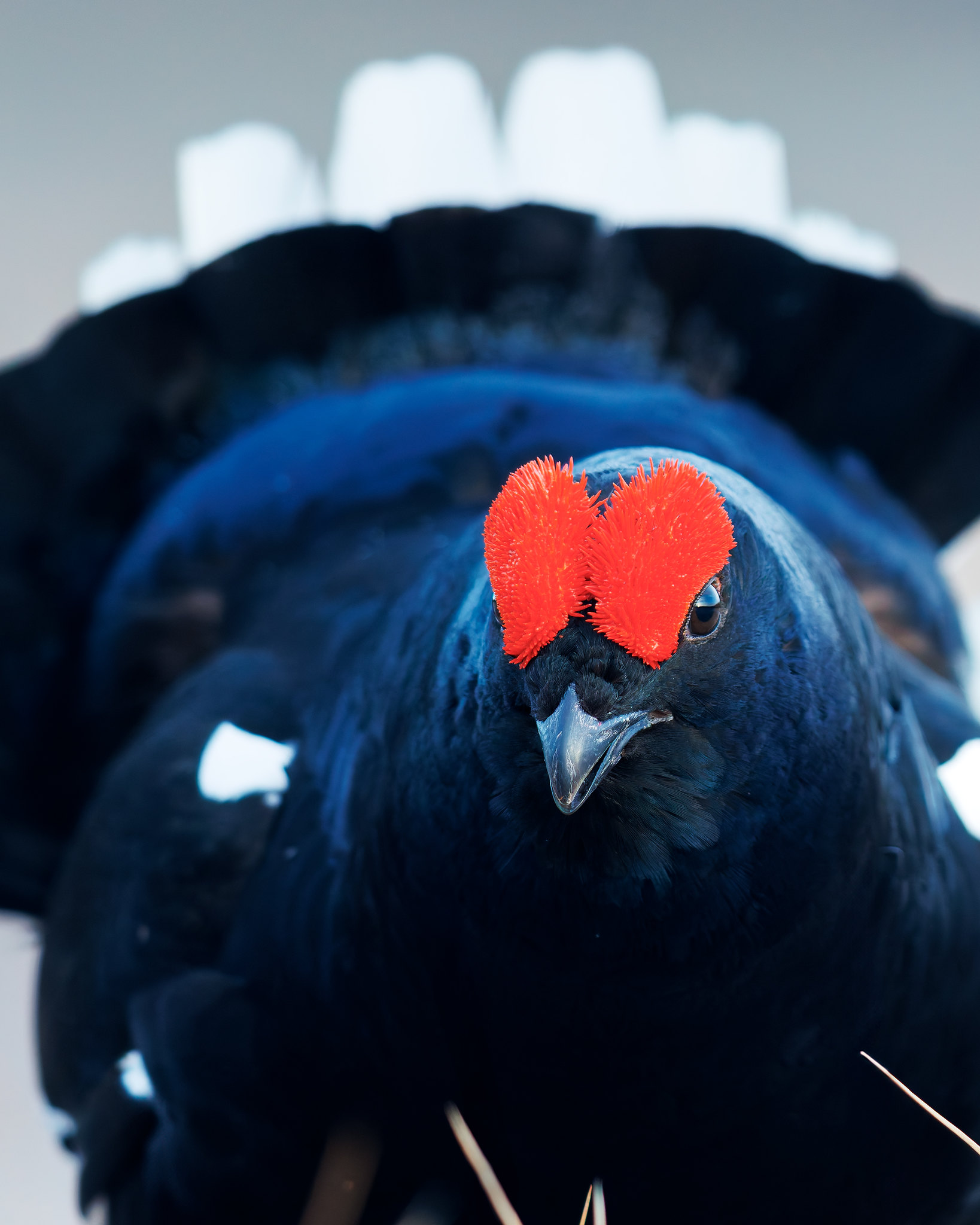 Lyrurus tetrix | Black Grouse | orre