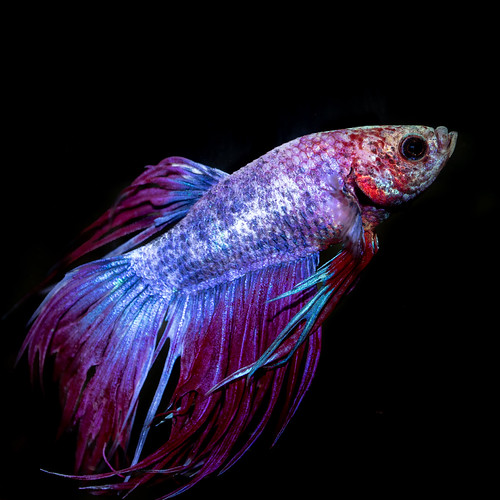 Betta splendens