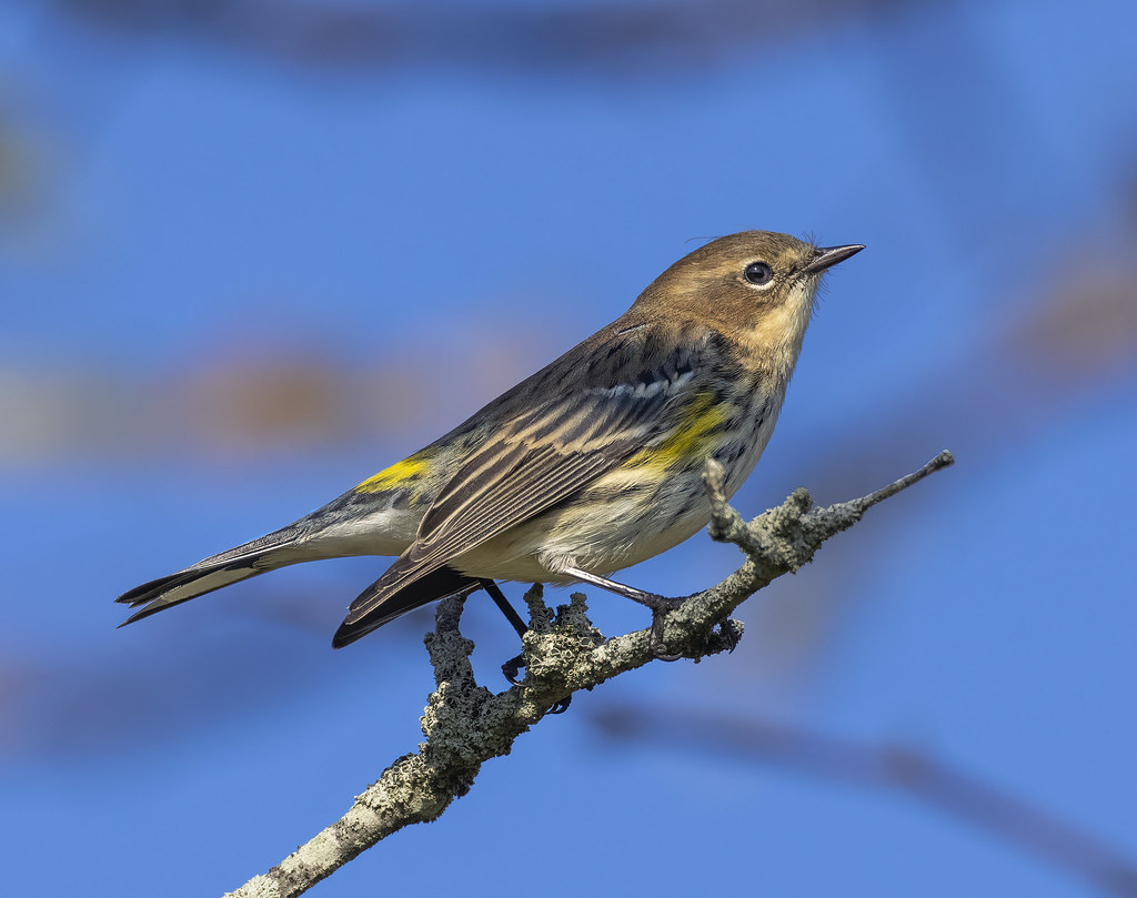 Yellow-rump Warbler | Flickr