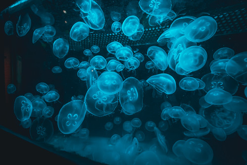 California Science Center | by Nugs In LA