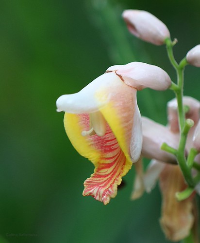 shell ginger flower | by galsafrafoto