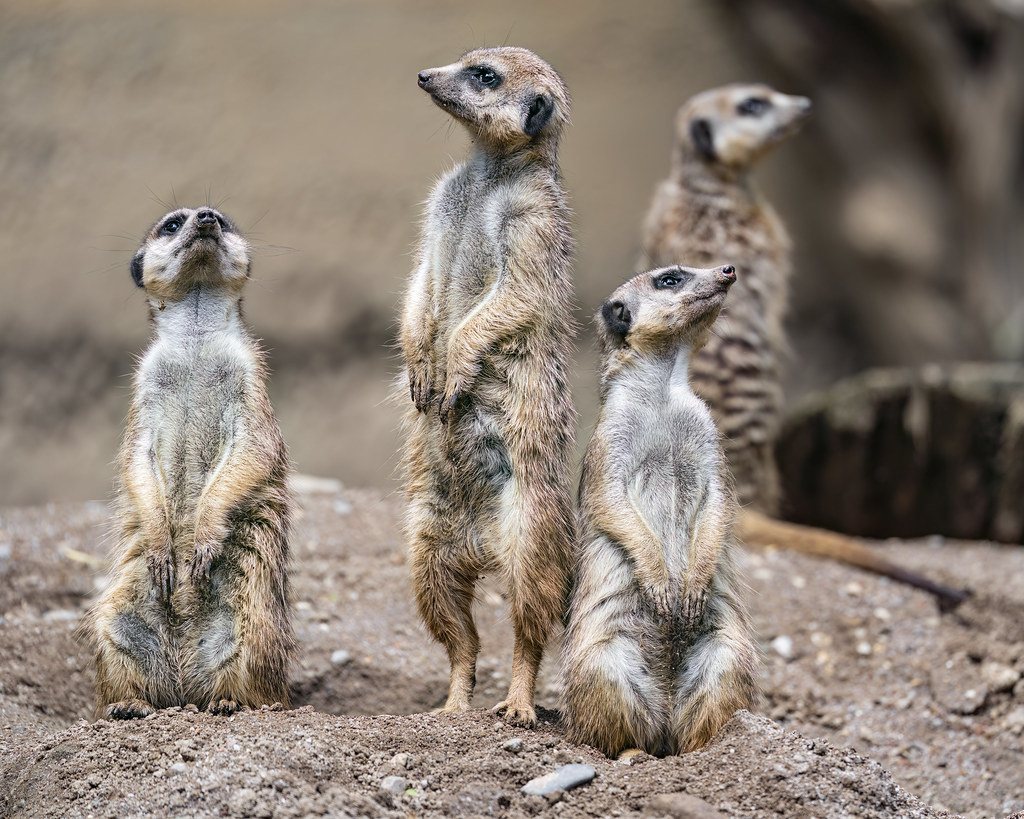 Meerkats sitting and standing | I really like this picture o… | Flickr