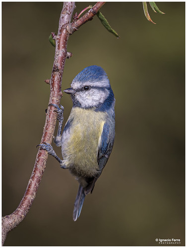 Blue Tit | by Ignacio Ferre