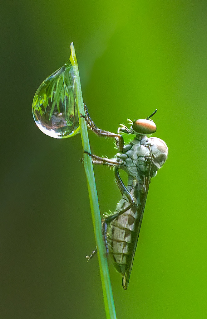 Raindrop Robber | July/August is insect photo time! Just whe… | Flickr