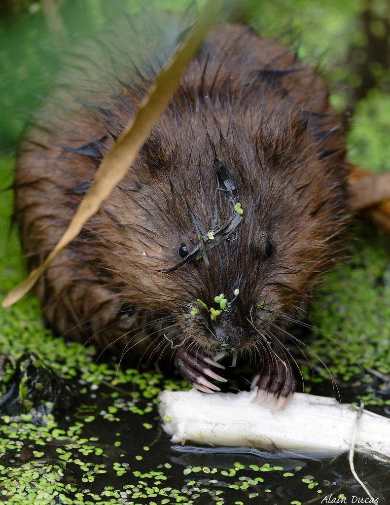 Musso Rats Rat musqué. | Alain Ducas | Flickr