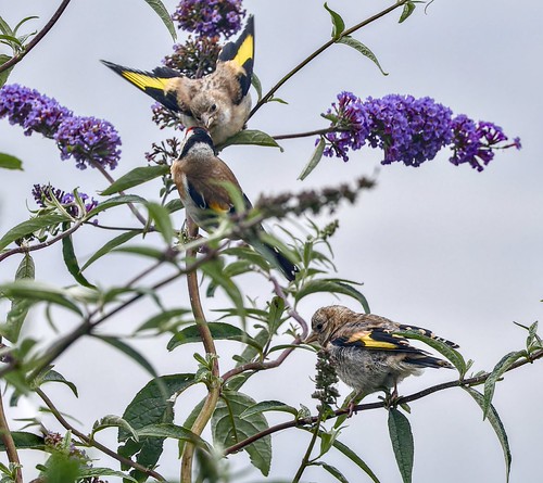 Goldfinch | by leslie 40