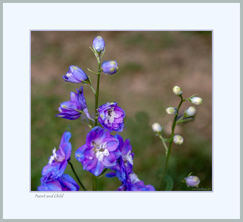 Parent and Child | by Vince Montalbano (autofocus)