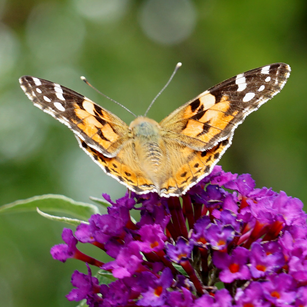 Distelfalter | Distelfalter (Vanessa cardui) (c) Rainer Wolf… | Flickr