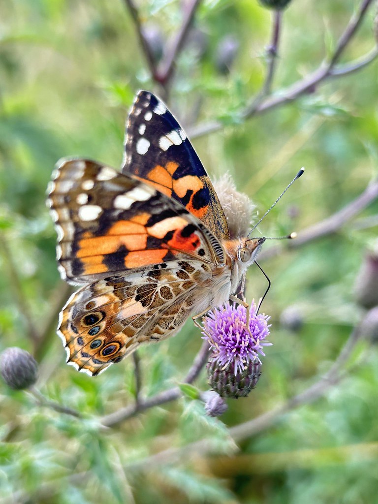Distelfalter (Vanessa cardui) (3) | Distelfalter (Vanessa ca… | Flickr