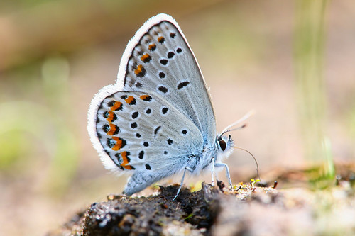 Karner Blue (Plebejus samuelis) | by braden.j.alexander