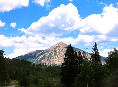 Heading Into Town by Patricia Henschen, On the Kebler Pass Road in Crested Buttecrestedbutte colorado trees road backroad flowers wildflower