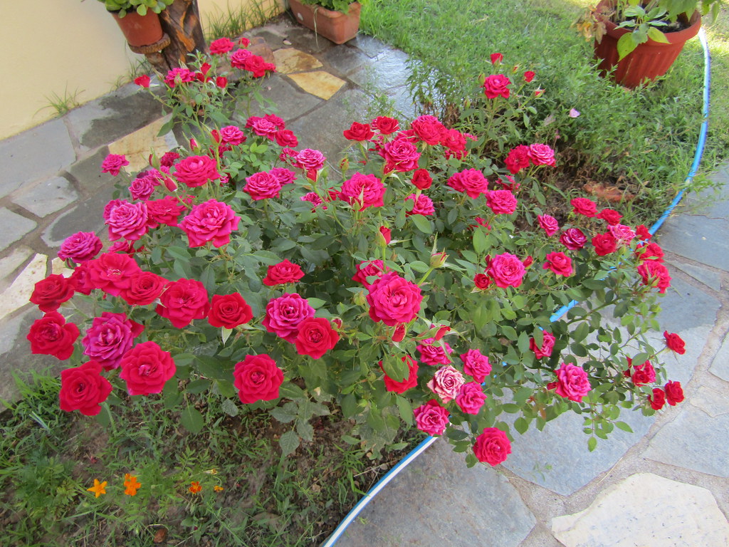 Cerise Pink Roses Bright cerise pink roses | Golden Beach, Thassos. | Flickr
