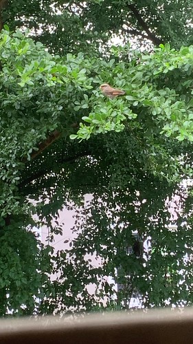 Monday morning beauty! Caught this lovely bird perched outside my kitchen window at 1:10 PM. Wish I could reach out and touch its feathers! #birdwatching #kitchenwindowviews #naturelovers #flickr | by bringerfred
