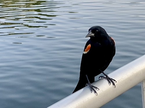 Red-winged blackbird | by Trinimusic2008 -blessings