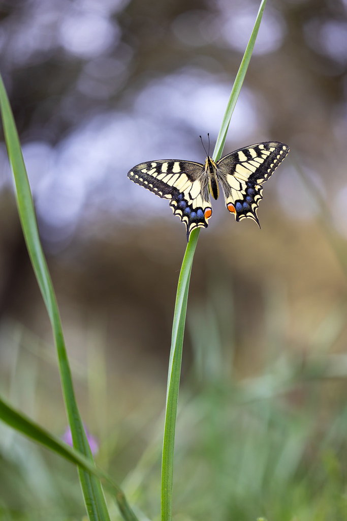 Papilio machaon | makaonfjäril | Swallowtail