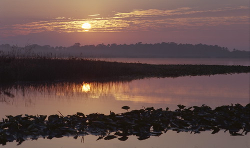 Sunrise over Lake Jessup. (Amanecer sobre el lago). by Samuel Santiago, <b>(Image taken with a roll film analog camera).</b>
The 250mm lens is equivalent to a 125mm on a f