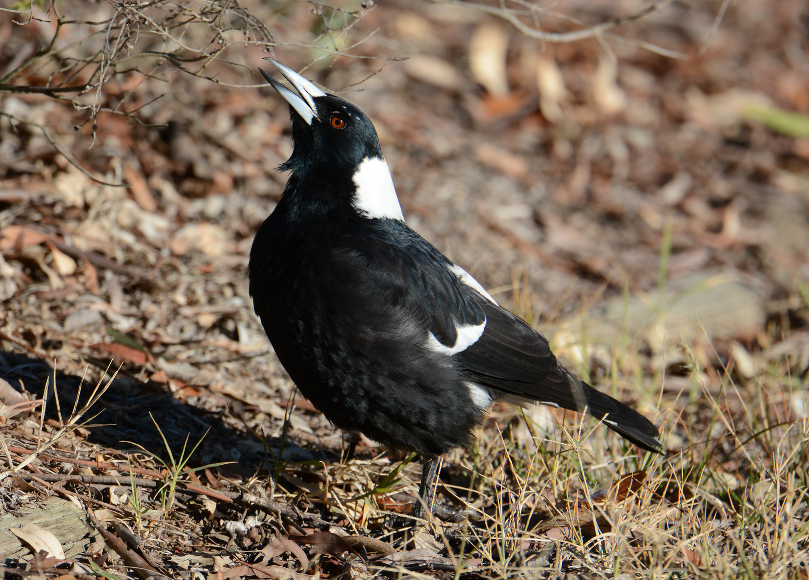 Australian birds | Flickr