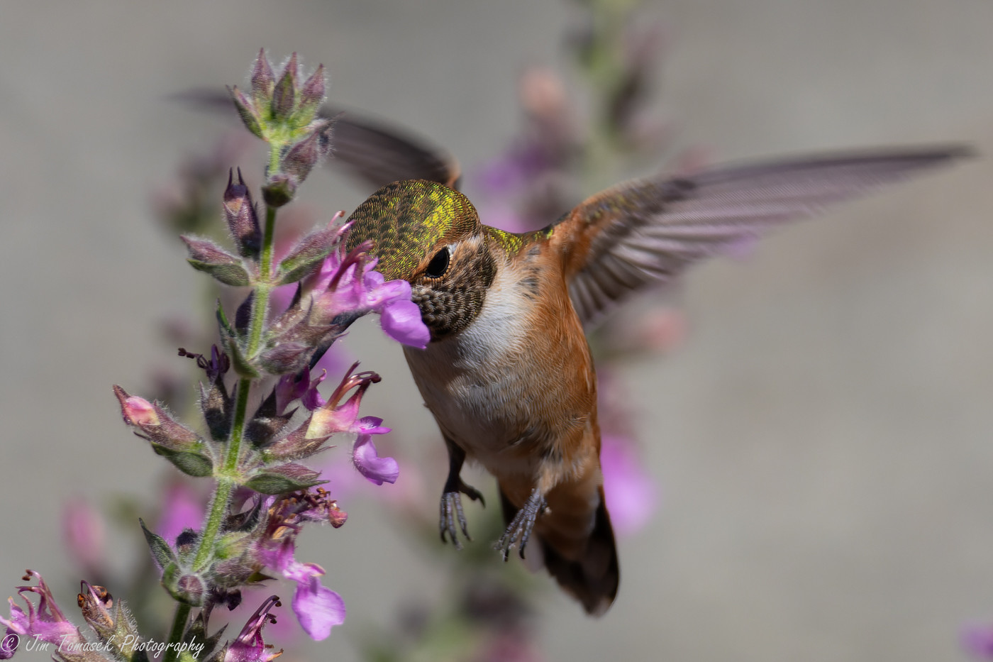 Hummingbirds | Flickr