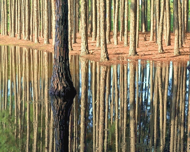 pine forest reflections