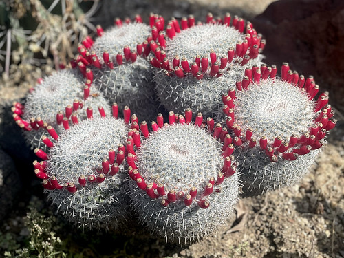 Woolly Nipple Cactus (Mammillaria) by cowyeow, fishhookcactus mammillaria california usa america cacti cactus plant plants garden gardening landsca
