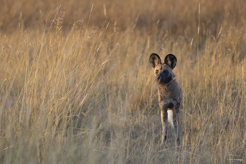 African Wild Dog by He Ro, The large rounded ears of African wild dogs swivel to detect minute sounds in the distance. They liv