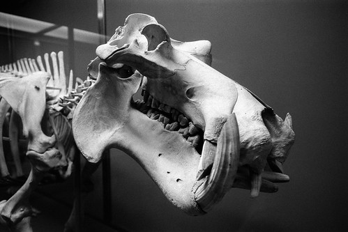 Hippopotamus