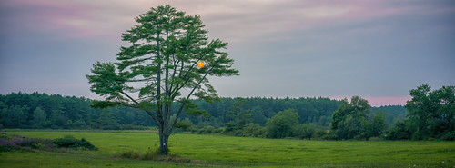 Sunset thru lone pine under smoky sky by Haarsager, Rural Kittery, Maine. Smoke from fires in Quebec killed hopes of a traditional sunset tonight, but I