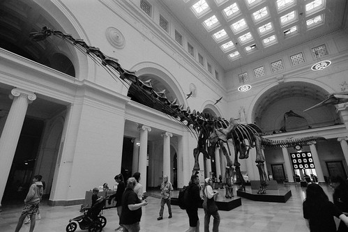 Maximo the Titanosaur