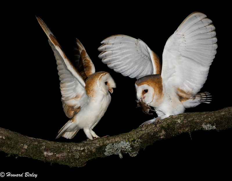 Barn Owls