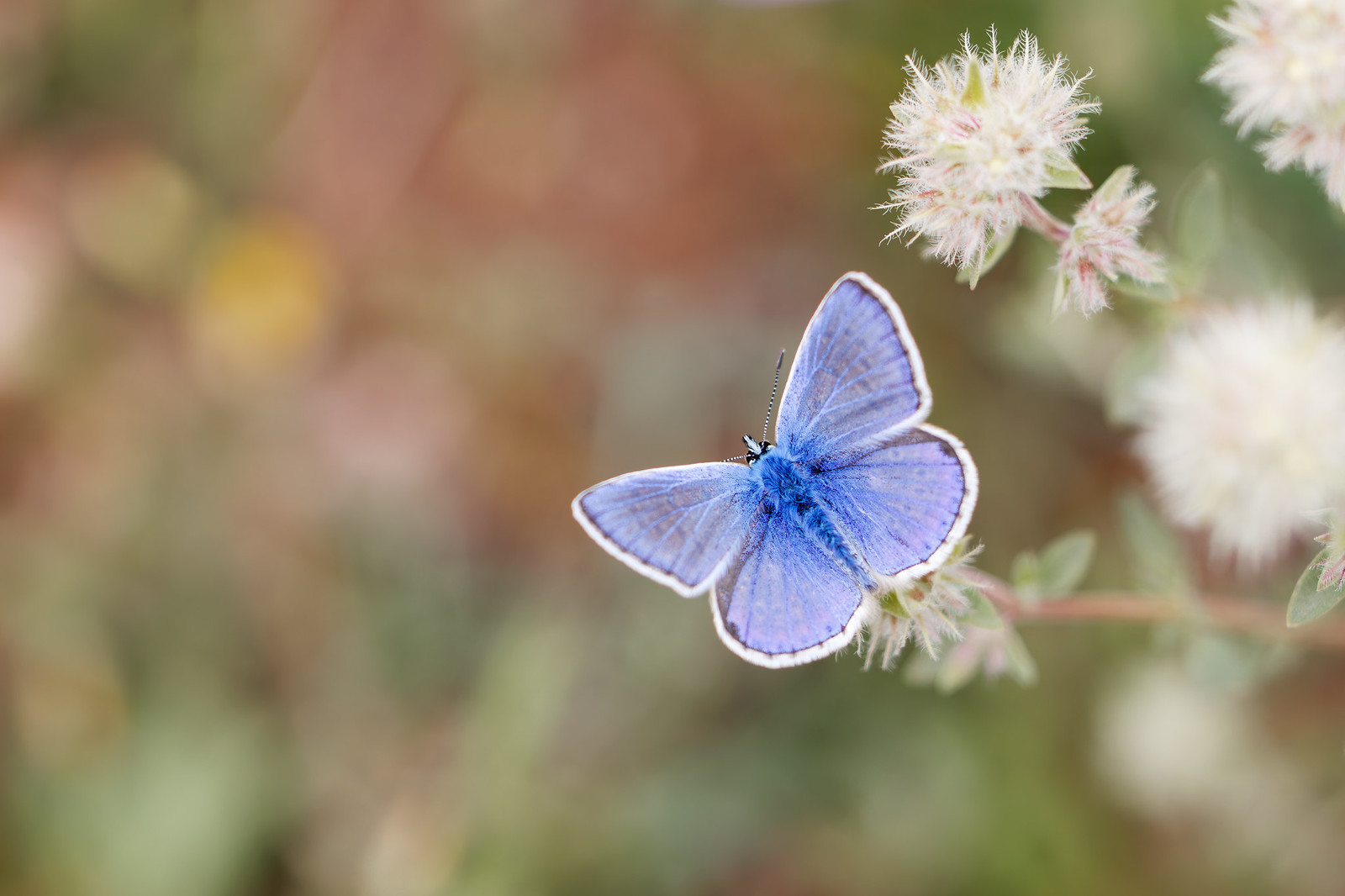 Polyommatus celina | Southern Blue