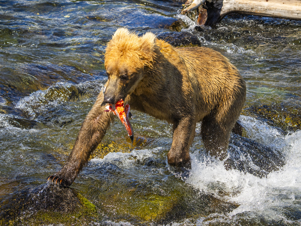 Bears Fishing for Salmon Coastal Brown Bears Katmai Nation… | Flickr