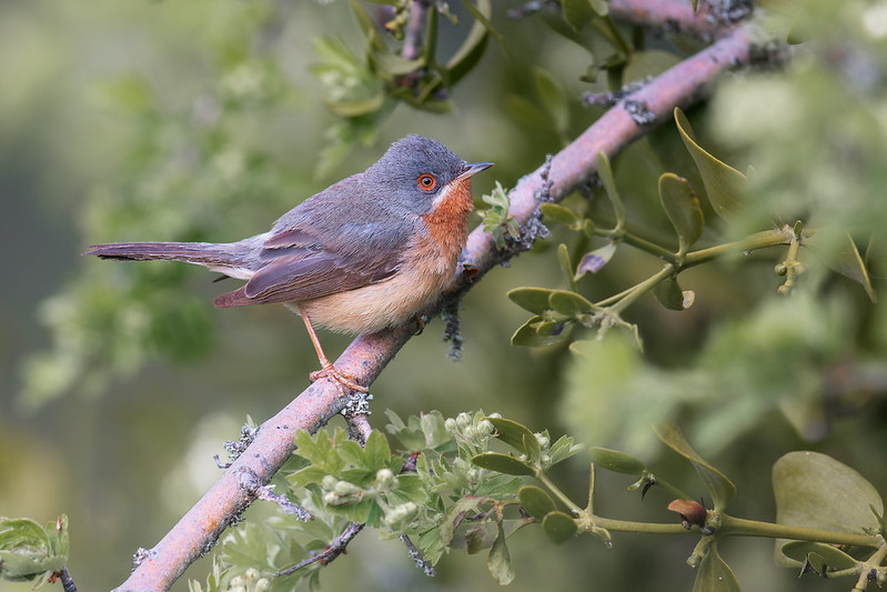 Curruca iberiae | Western Subalpine Warbler | rostsångare